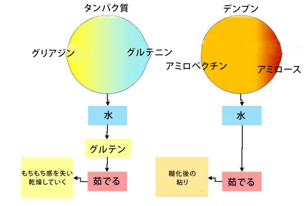 タンパク質とデンプン